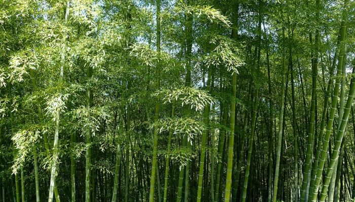 folhas-de-bambu.jpg folhas-de-bambu.jpg