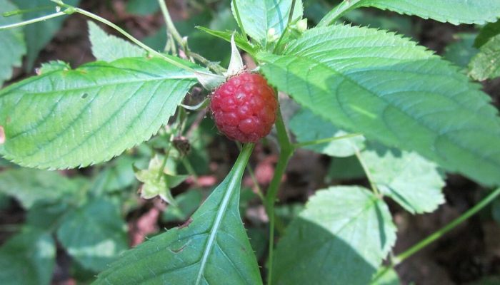 framboesa-folhas.jpg
