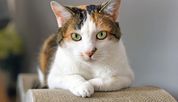 gata-tricolor-gato-gatos-1653265224214_v2_615x300.jpg gata-tricolor-gato-gatos-1653265224214_v2_615x300.jpg