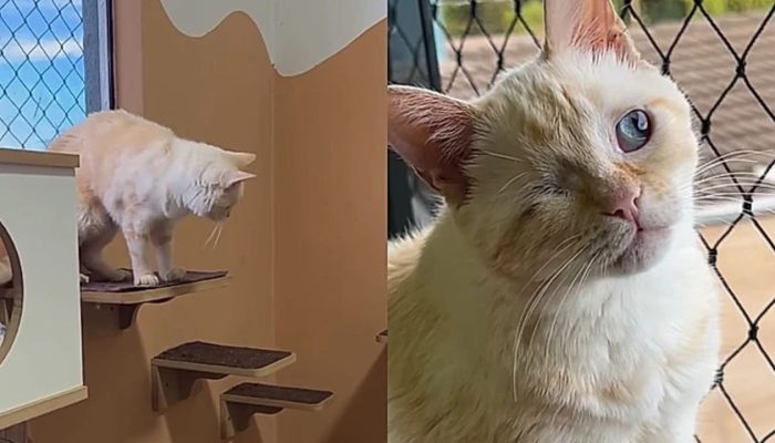 gatinha-com-deficiencia.jpg
