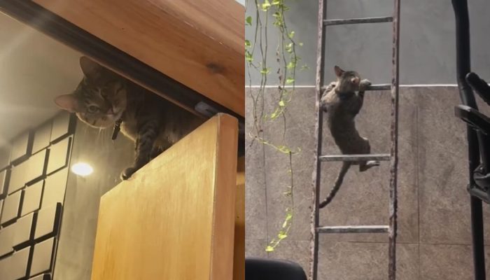 gato-2.jpg