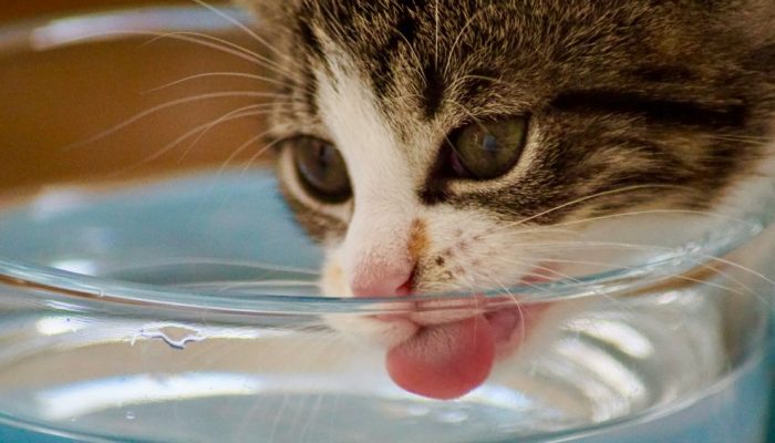 gato-bebendo-agua.jpg