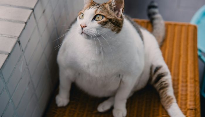 gato-obeso.jpg