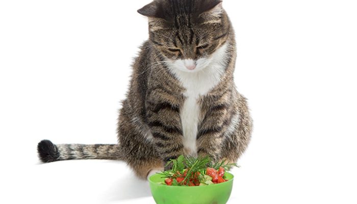 gato-salada-vegetariano.jpg