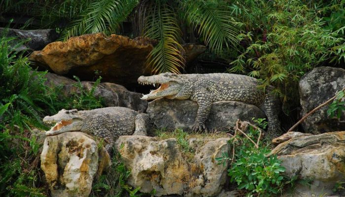 gatorland.jpg gatorland.jpg