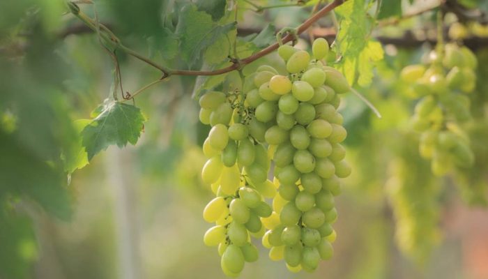 green-grapes-vine-vineyard.jpg green-grapes-vine-vineyard.jpg