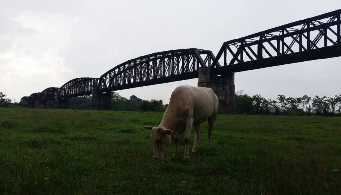 guillemard-bridge-malasia.jpg guillemard-bridge-malasia.jpg