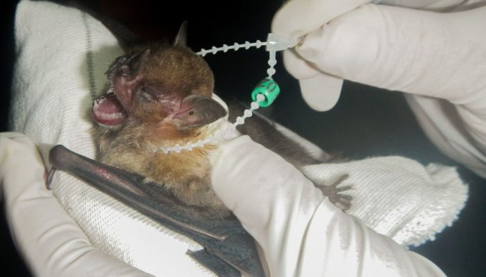 ilha_grande_se_torna_area_de_conservacao_de_morcegos04.jpg ilha_grande_se_torna_area_de_conservacao_de_morcegos04.jpg