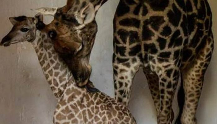 image002-4.jpg image002-4.jpg