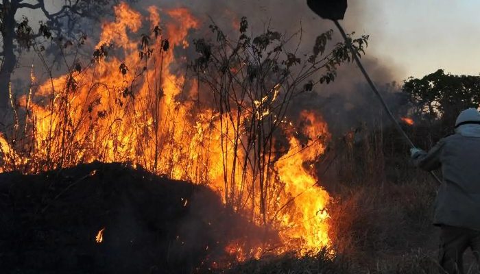 incendios_florestais.jpg