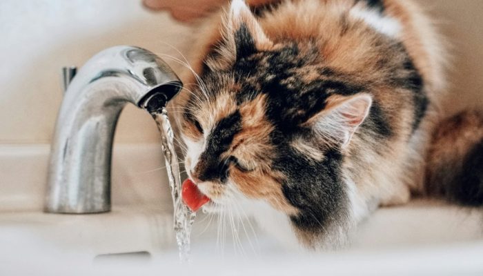 insuficiencia-renal-gatos.jpg insuficiencia-renal-gatos.jpg