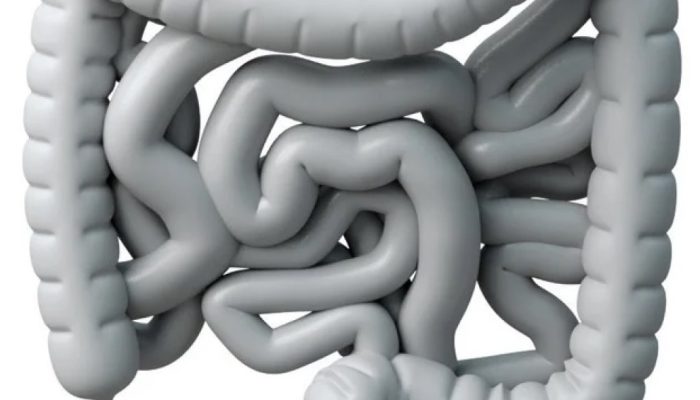 intestino.jpg intestino.jpg