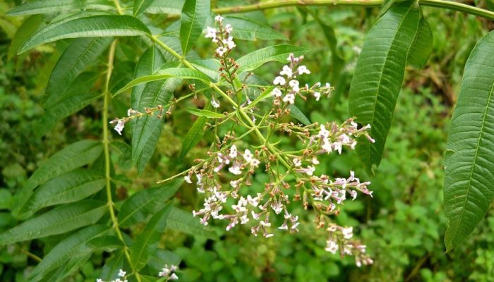 lucia-lima-aloysia-citrodora.jpg lucia-lima-aloysia-citrodora.jpg