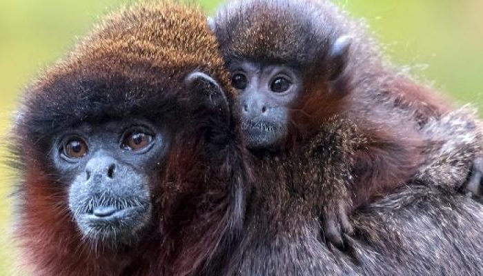 macaco-titi-com-seu-filhote-1687521039787_v2_615x300.jpg macaco-titi-com-seu-filhote-1687521039787_v2_615x300.jpg