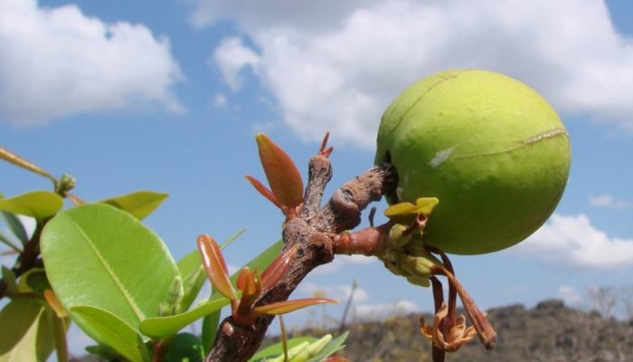 mangaba-fruta-beneficios.jpg mangaba-fruta-beneficios.jpg