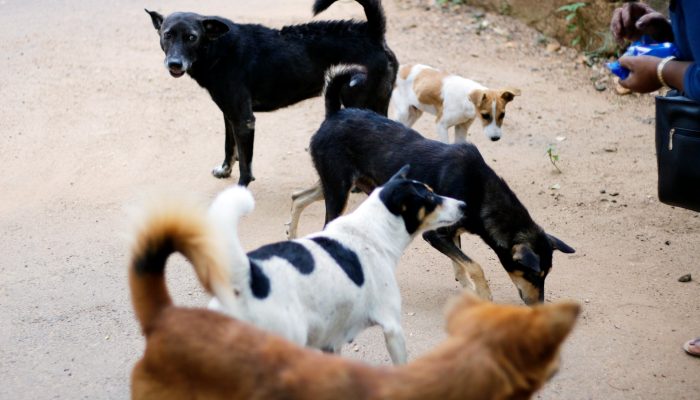 maus-tratos-animais-determinacao-plataformas-remocao.jpg