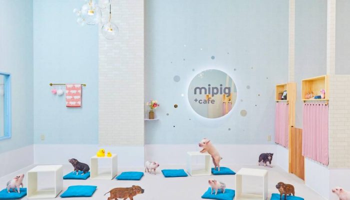 mipig-cafe-japao.jpeg mipig-cafe-japao.jpeg