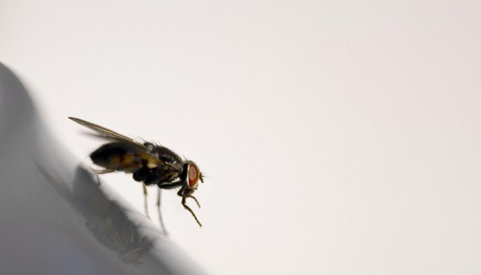 mosca-miiase.jpg mosca-miiase.jpg
