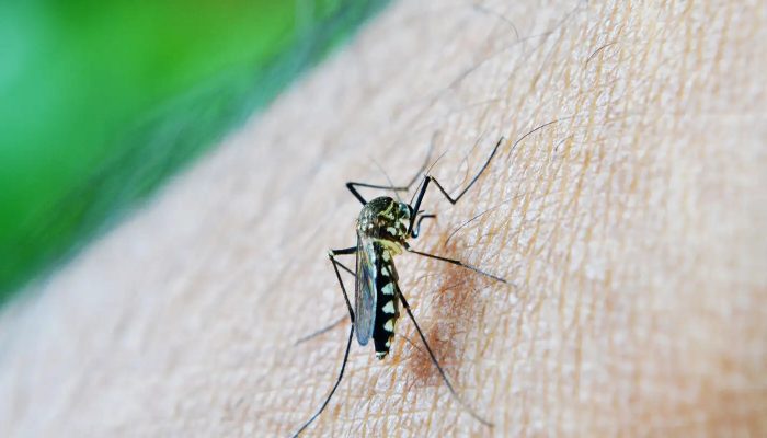 mosquito-213805_1920.jpg mosquito-213805_1920.jpg