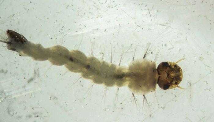 mosquitos_com_wolbachia6.jpg mosquitos_com_wolbachia6.jpg