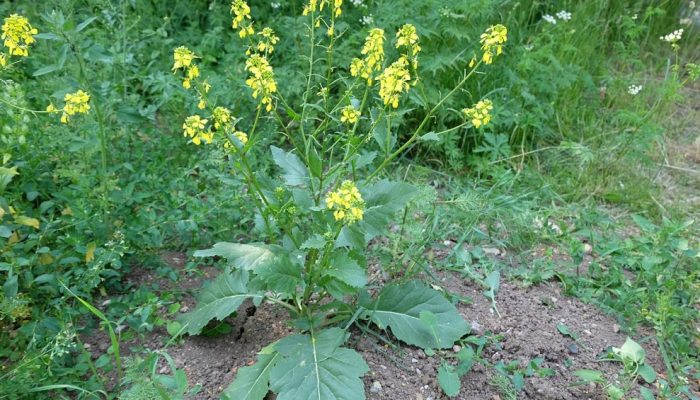mostarda-brassica-nigra.jpg