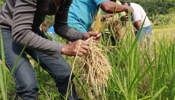 mutiraoarroz_quilombomorroseco_credito_marilia_senlle_isa.jpg mutiraoarroz_quilombomorroseco_credito_marilia_senlle_isa.jpg