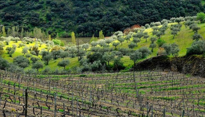 olivais-portugal.jpg