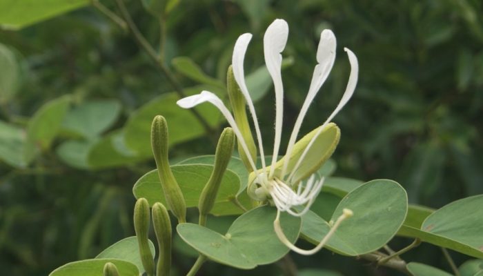 pata-de-vaca-bauhinia-forficata.jpg