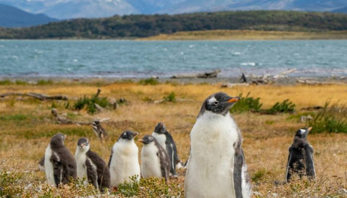 patagonia-argentina-pinguins.jpg