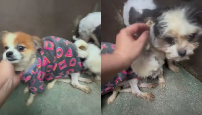 pet-50.jpg