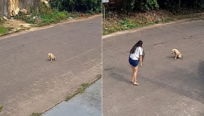 pet-69.jpg