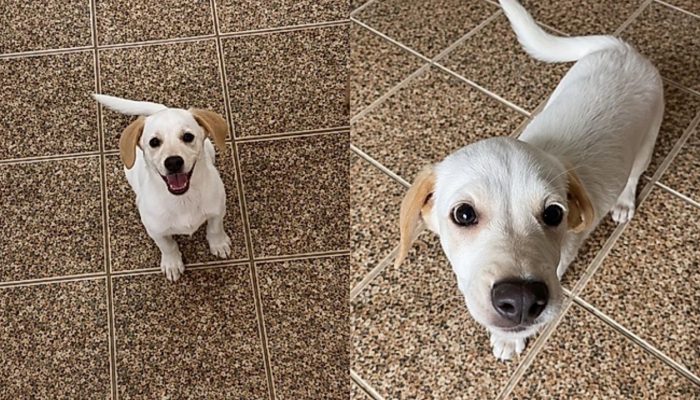pet-80.jpg