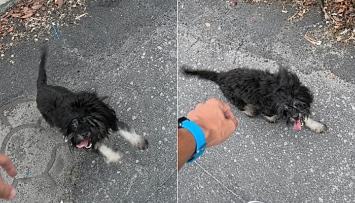 pet-94.jpg