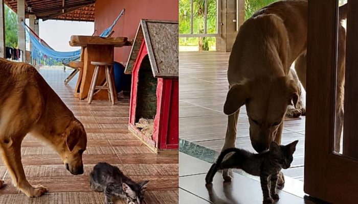 pets-2.jpg