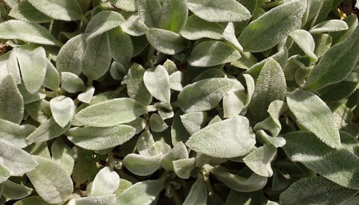 planta-peixinho-como-preparar-beneficios.jpg planta-peixinho-como-preparar-beneficios.jpg