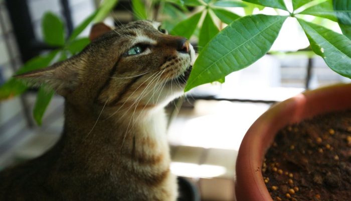 plantas-toxicas-gatos.jpg