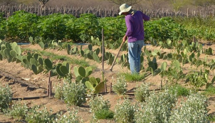 produtor_rural_no_semiarido.jpg produtor_rural_no_semiarido.jpg