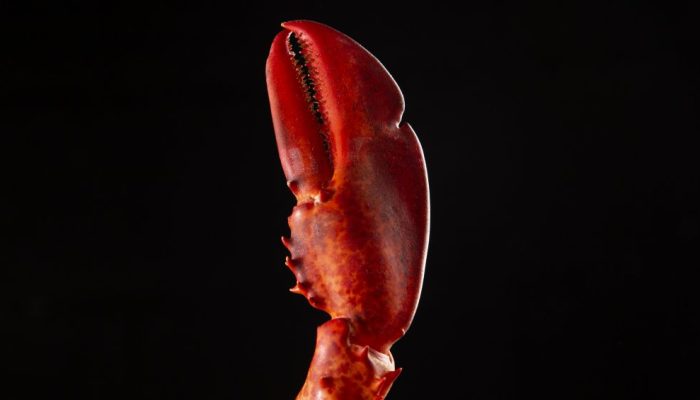 quitosana-crustaceos.jpg quitosana-crustaceos.jpg