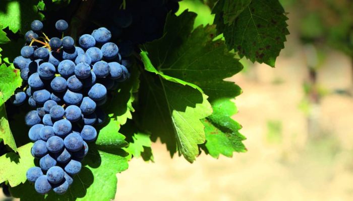 red-wine-grapes.jpg.jpg red-wine-grapes.jpg.jpg