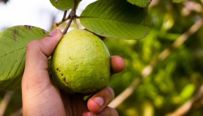 saude-alimentacao-frutas-goiaba.jpg saude-alimentacao-frutas-goiaba.jpg