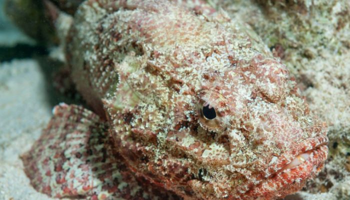 saude-biodiversidade-peixes-escorpiao.jpg