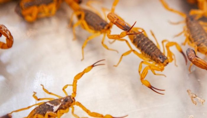 saude-medicina-animais-peconhentos-escorpiao.jpg saude-medicina-animais-peconhentos-escorpiao.jpg