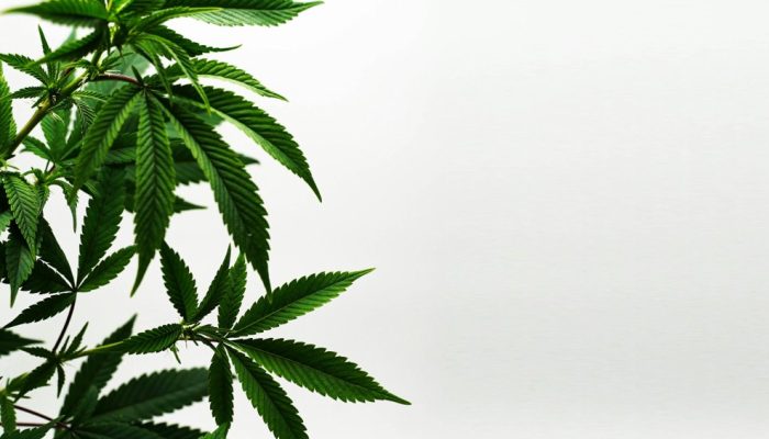 saude-medicina-drogas-maconha-cannabis.jpg saude-medicina-drogas-maconha-cannabis.jpg