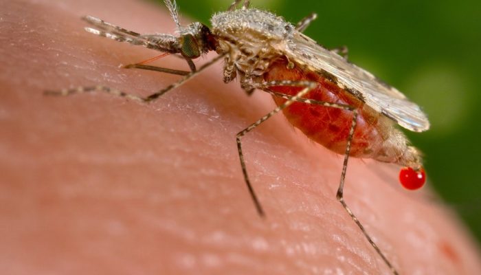 saude-medicina-malaria-doenca-mosquito-vetor-anopheles-stephensi.jpeg saude-medicina-malaria-doenca-mosquito-vetor-anopheles-stephensi.jpeg