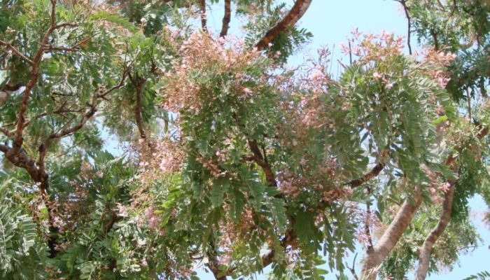 sucupira-branca-pterodon-emarginatus.jpg sucupira-branca-pterodon-emarginatus.jpg