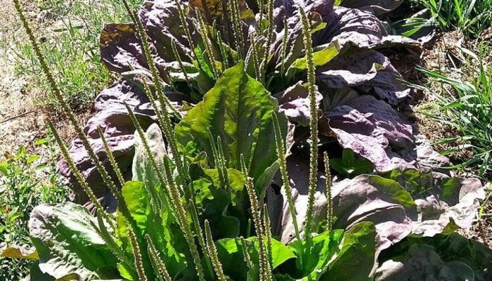 tanchagem-plantago-major-e1748646121726.jpg