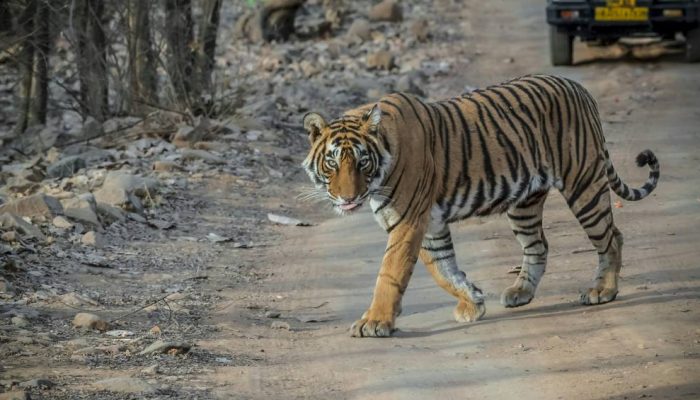 tigre-de-bengala-ranthambore.jpg