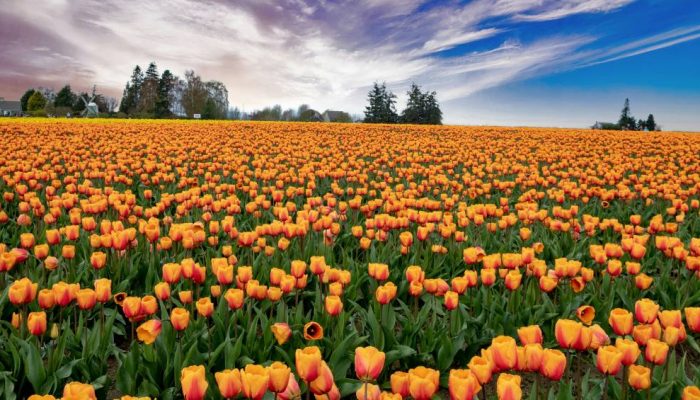 tulipas-holanda.jpg