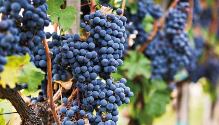 tws-cabernet-franc.png.jpg
