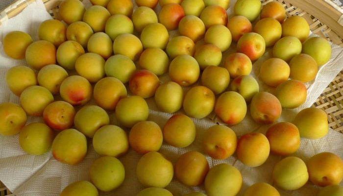 ume-prunus-mume-ameixa-coreana.jpg ume-prunus-mume-ameixa-coreana.jpg